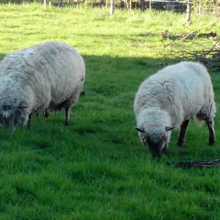 Logis De Riparfonds Bressuire